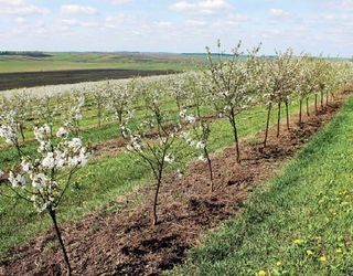 До вертицильозу особливо чутливі плодові дерева у віці 3-12 років